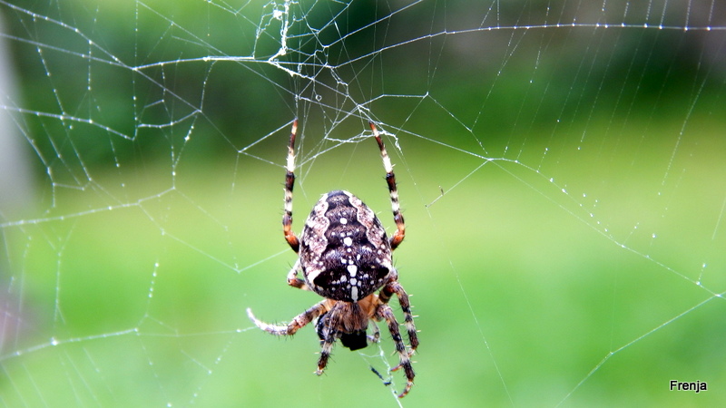 Spinne am mittag bringt glück am dritten tag