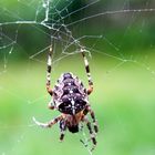 Spinne am mittag bringt glück am dritten tag