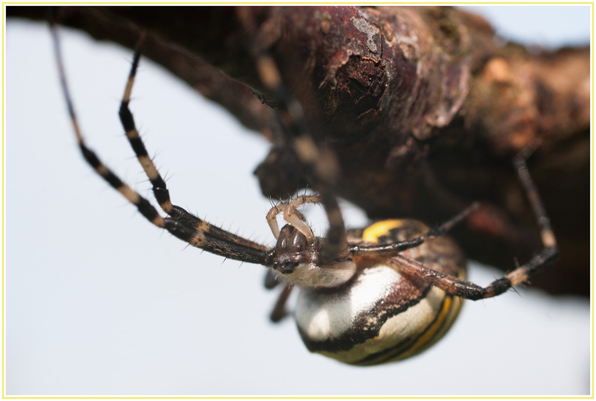 Spinne am Morgen