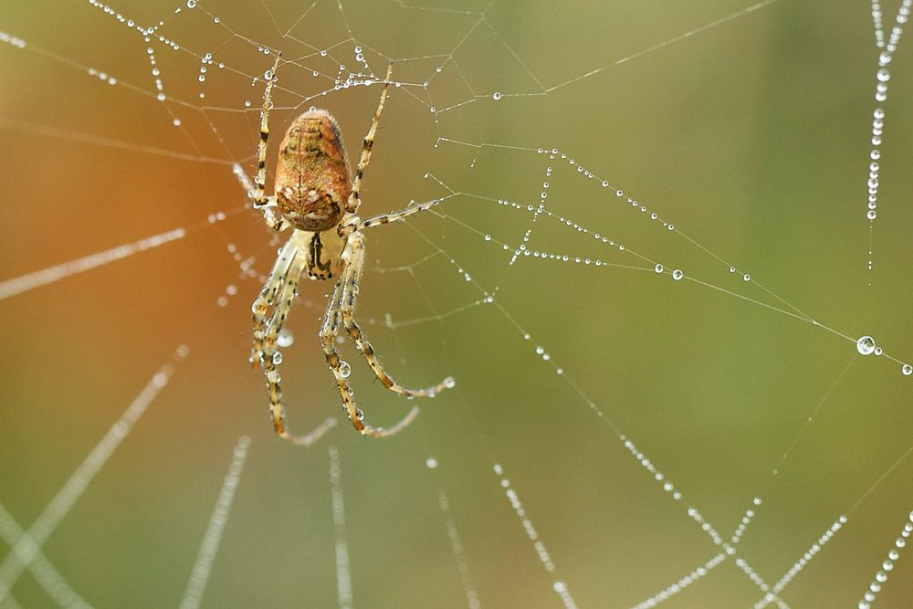 Spinne am Morgen