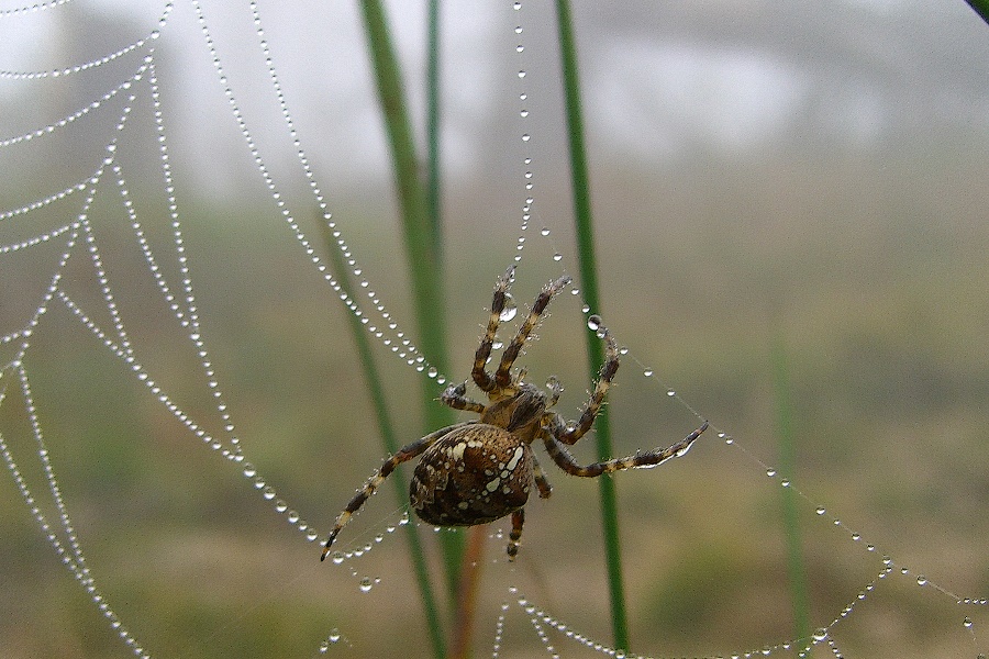 Spinne am Morgen