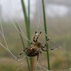 Spinne am Morgen