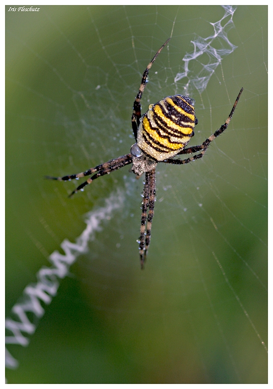 Spinne am Morgen...