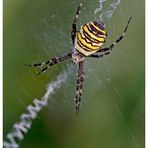 Spinne am Morgen...