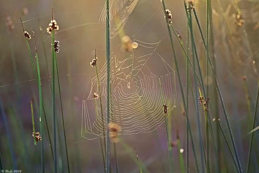 Spinne am Morgen