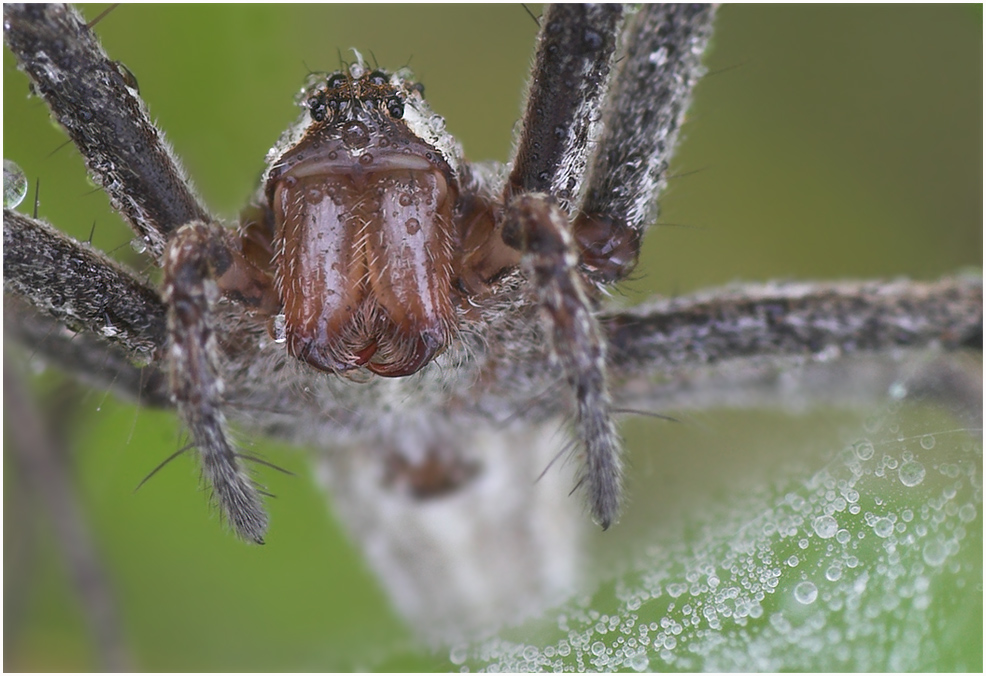 Spinne am Morgen