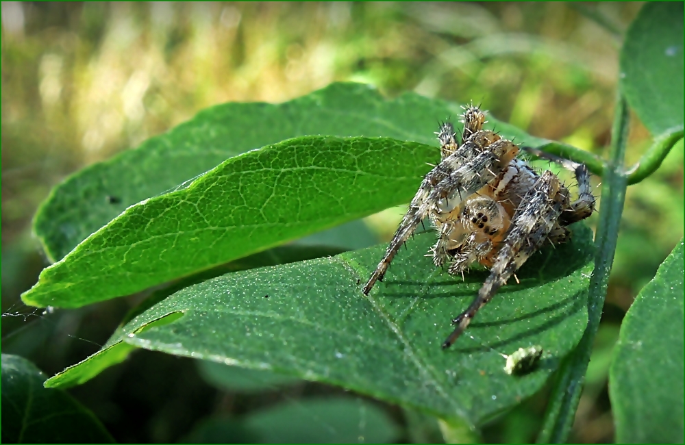 Spinne am Morgen....