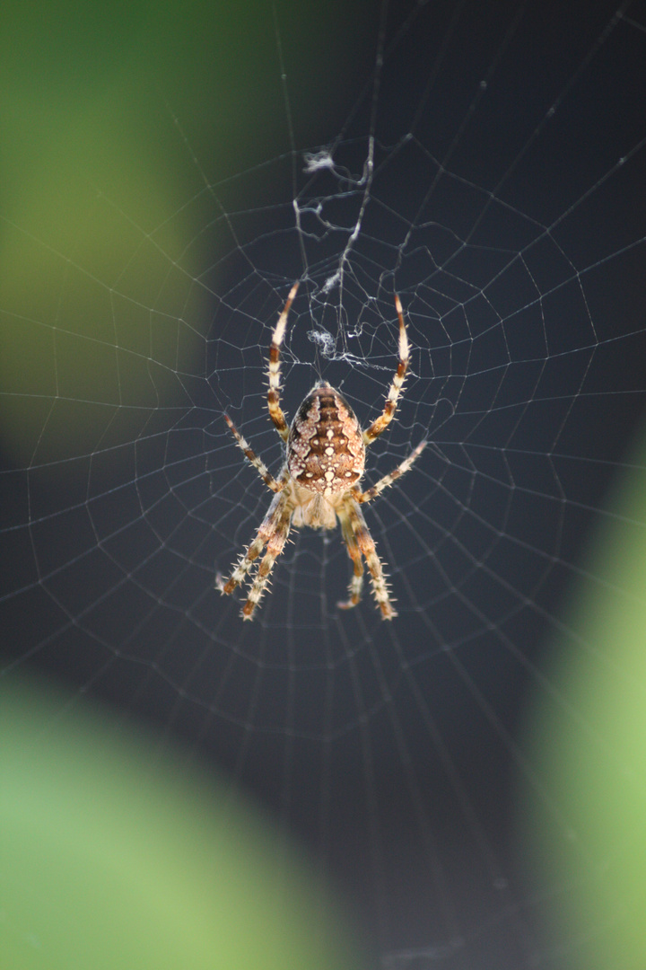 Spinne am Morgen...