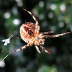 Spinne am Morgen . . .