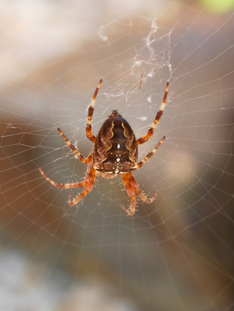 Spinne am Morgen