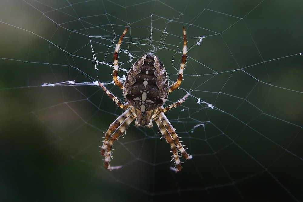 Spinne am Morgen