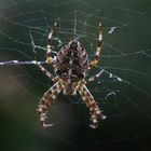 Spinne am Morgen