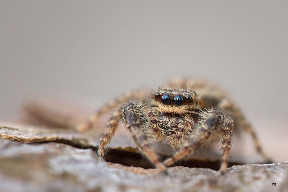 Spinne am Morgen...