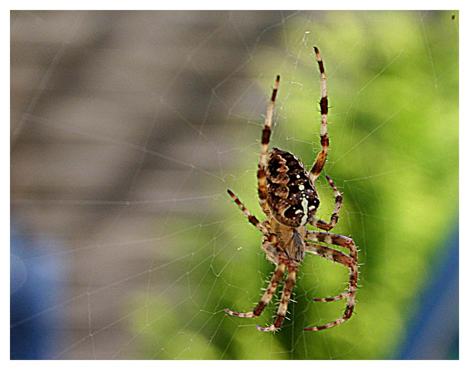 Spinne am Morgen