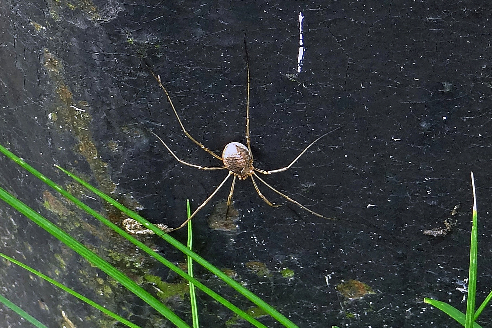 Spinne am Morgen ...