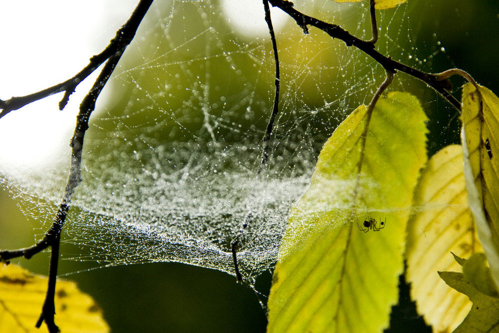 Spinne am Morgen...