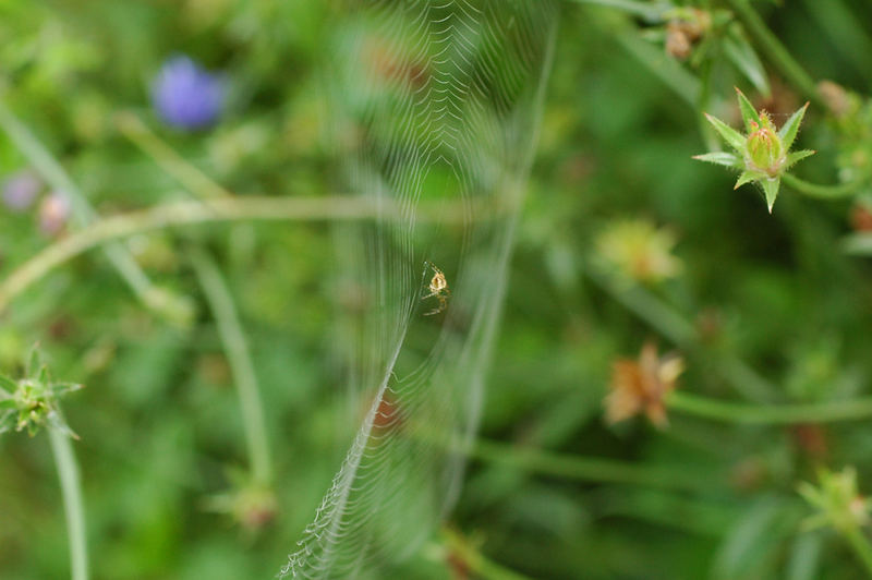 Spinne am Morgen