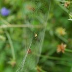 Spinne am Morgen