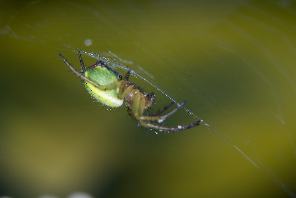 Spinne am morgen.....