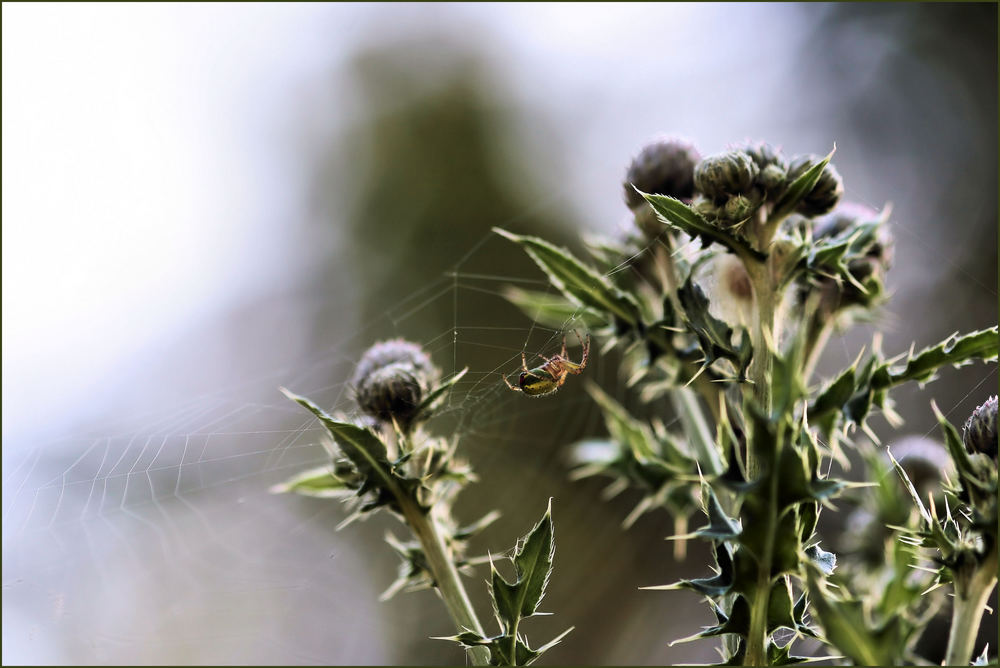 Spinne am Morgen