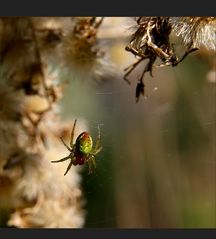 Spinne am Morgen