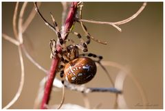 Spinne am Morgen ............