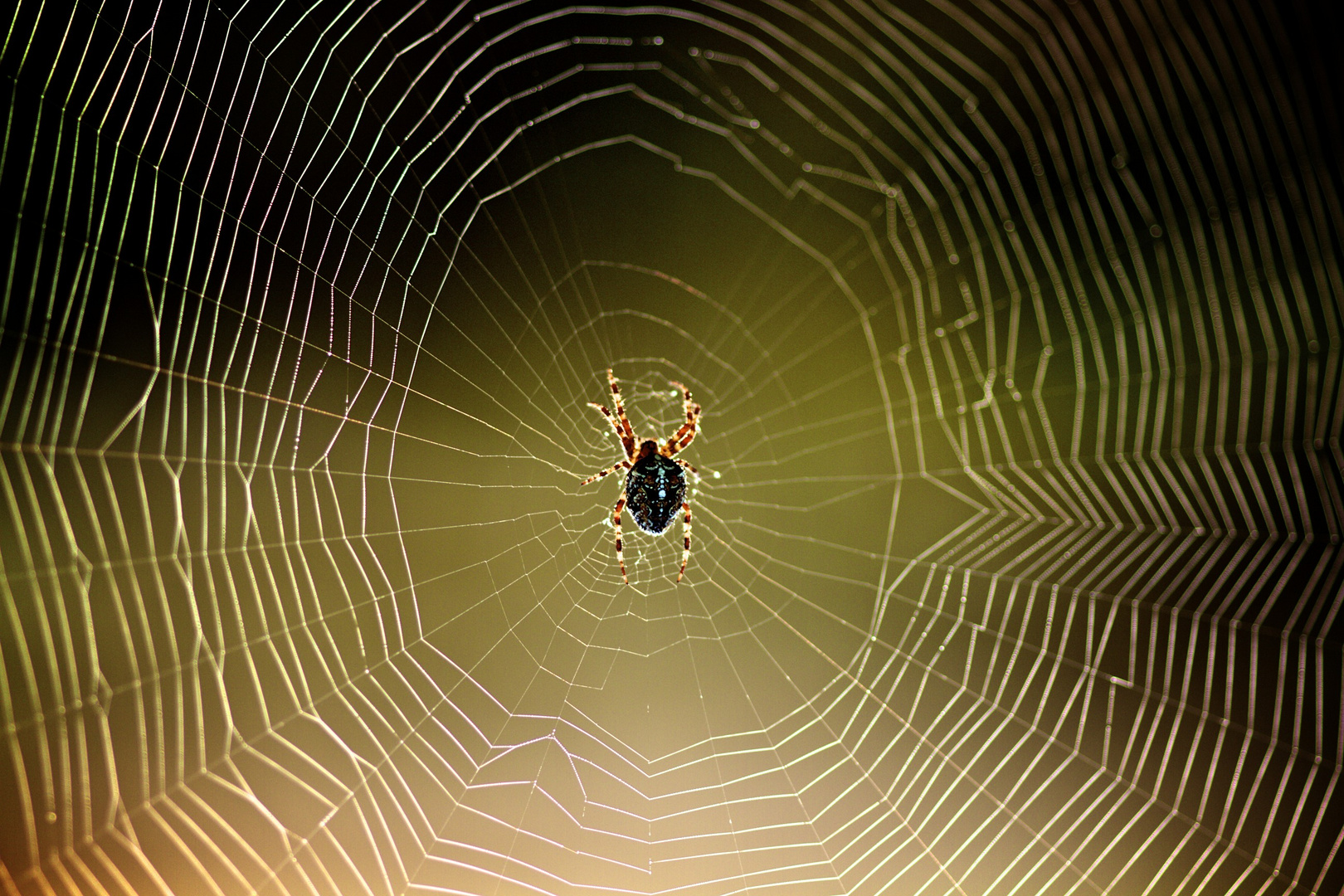 .....Spinne am Morgen......