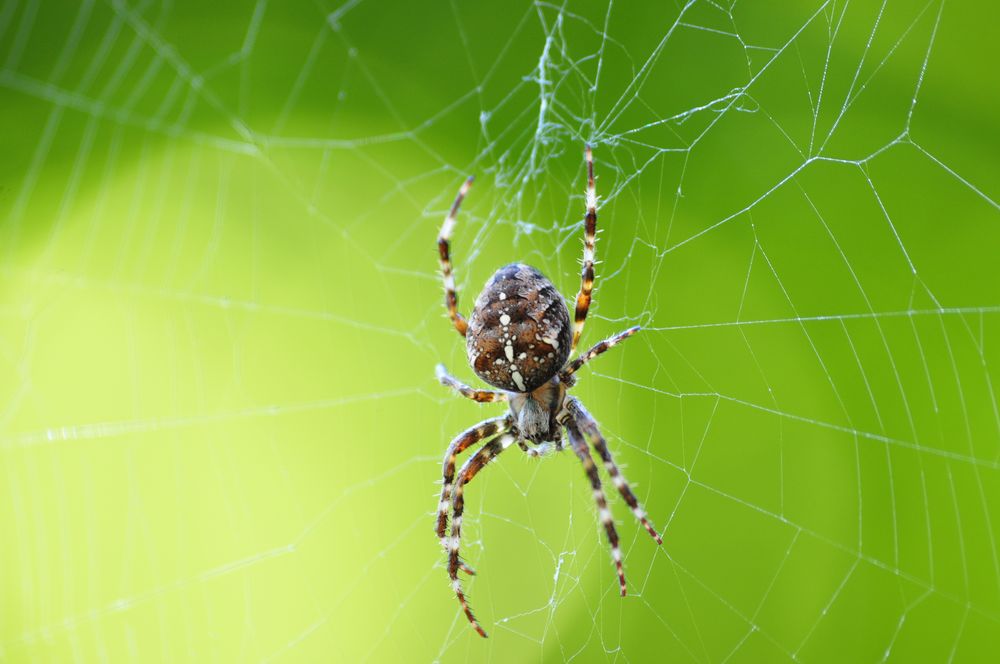 Spinne am morgen