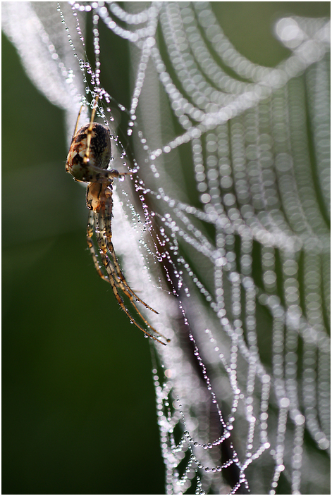 Spinne am Morgen