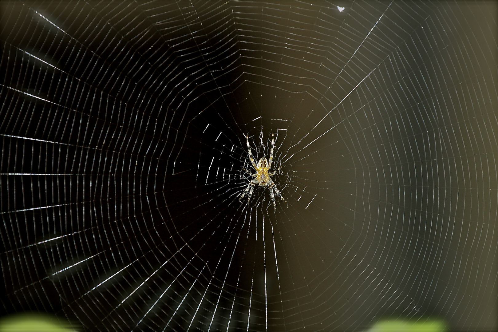 Spinne am Morgen.