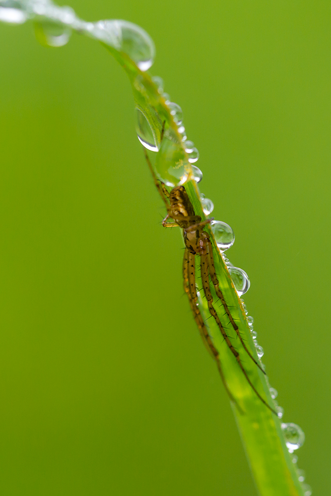 Spinne am Morgen