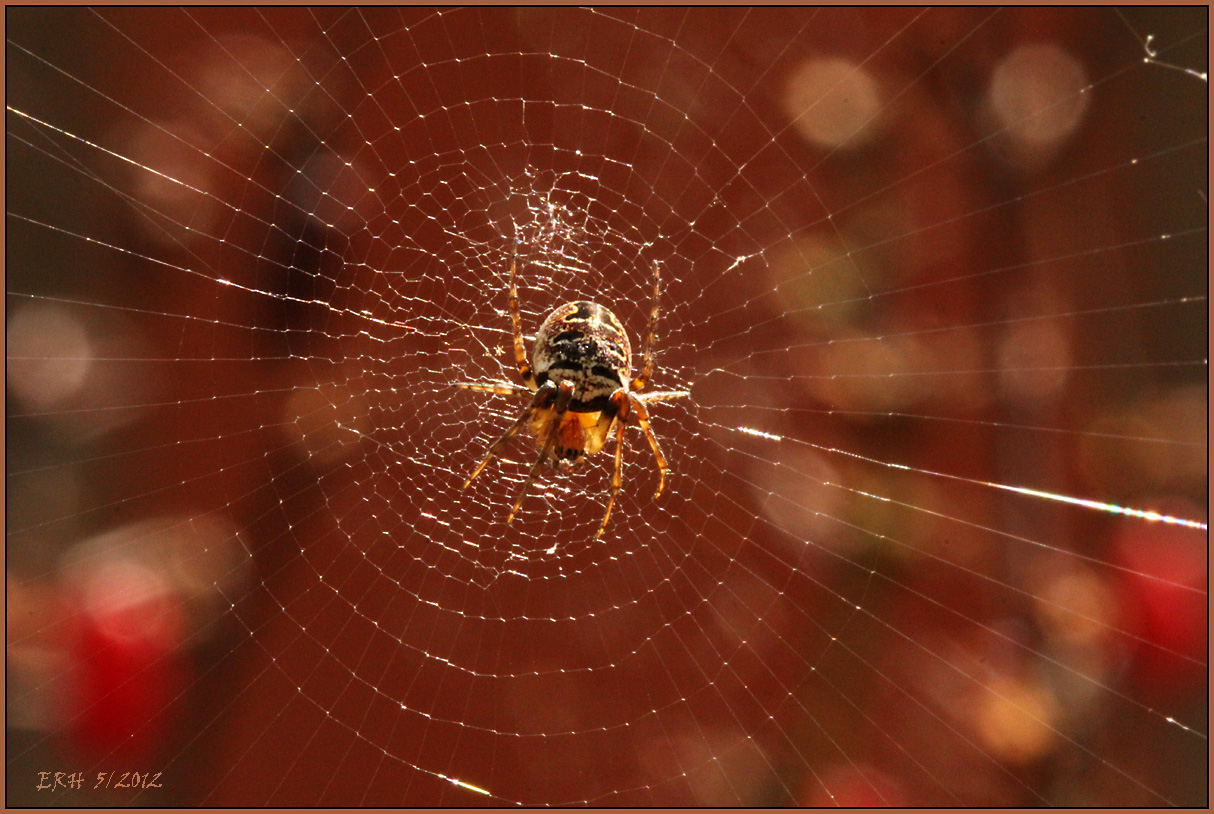 Spinne am Morgen