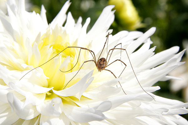 Spinne am Morgen ...