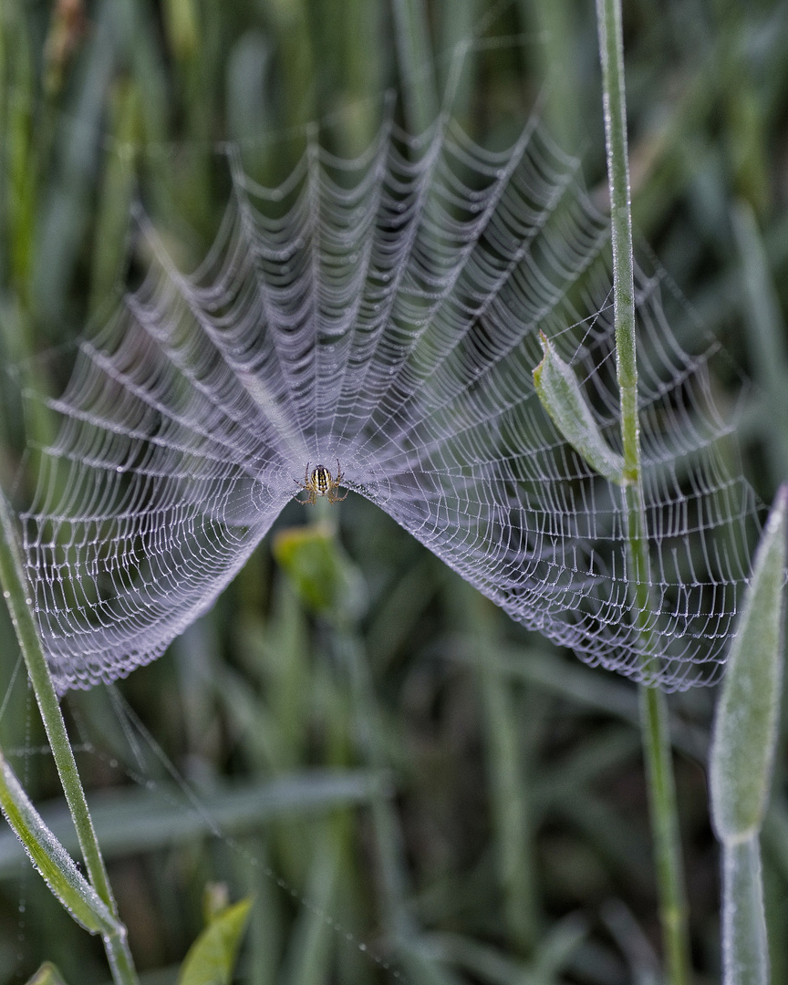 Spinne am Morgen