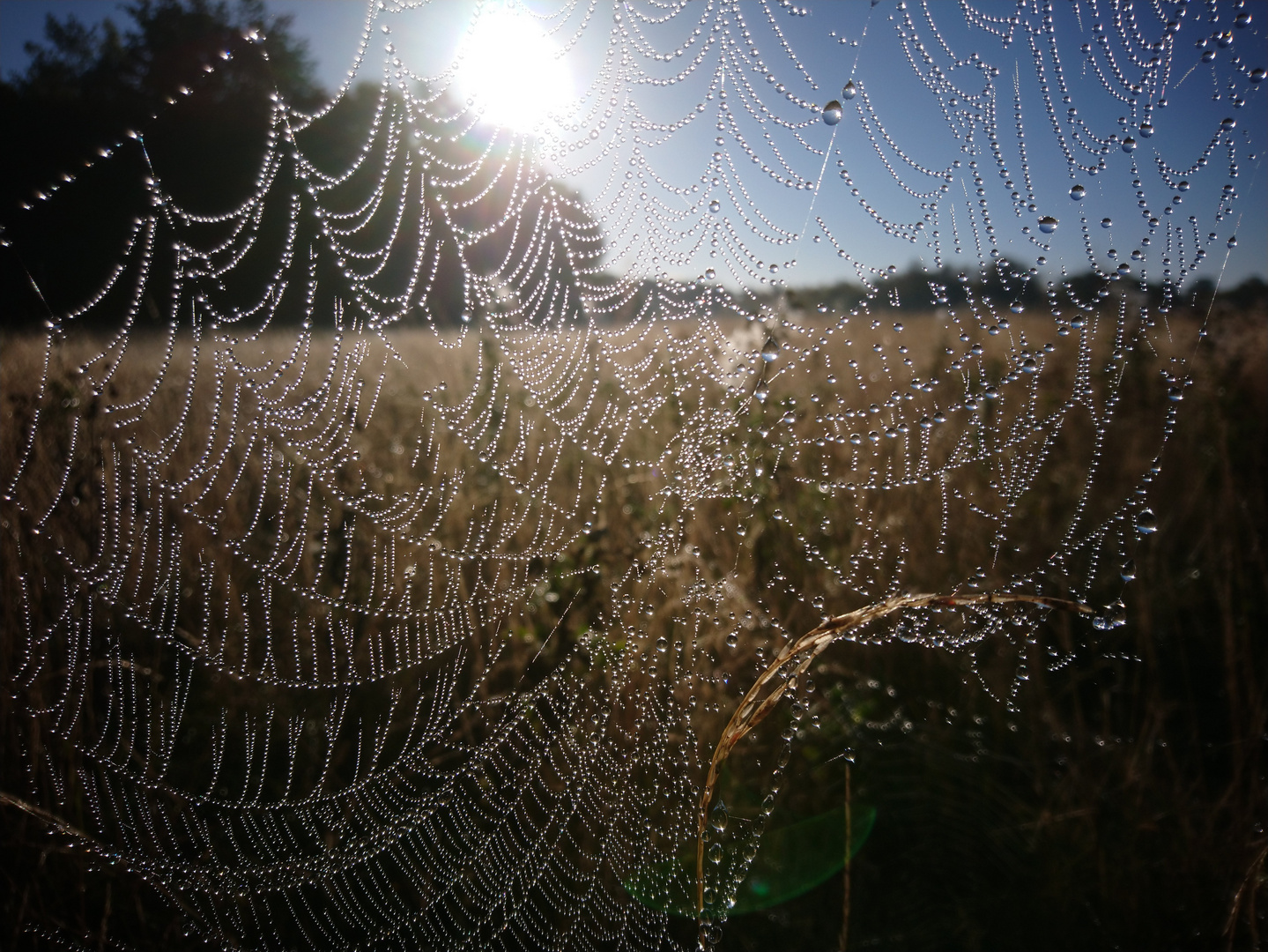 Spinne am Morgen