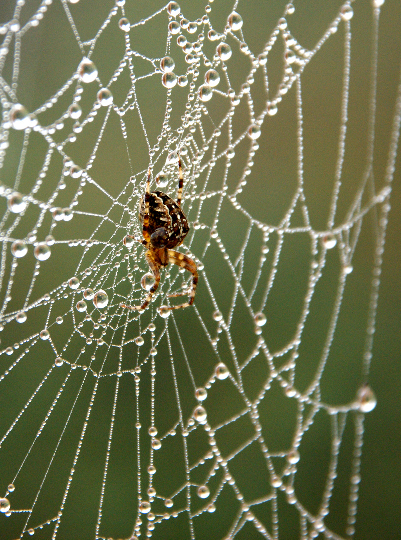 Spinne am Morgen