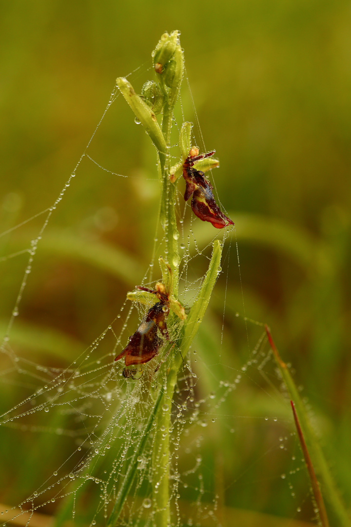 Spinne am Morgen