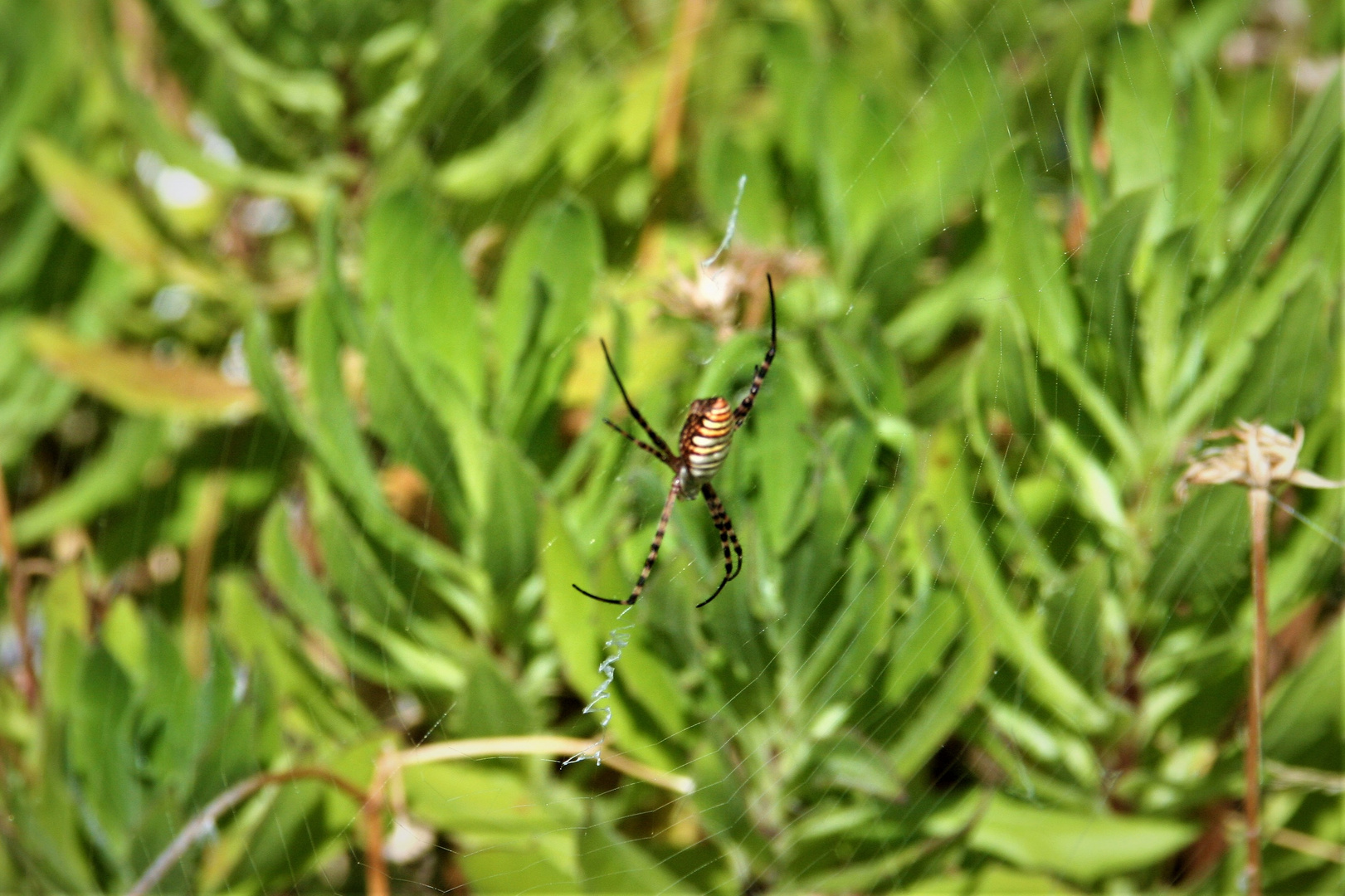 Spinne am Morgen