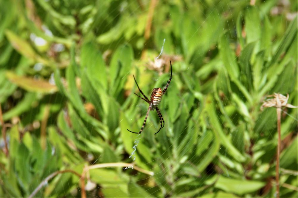 Spinne am Morgen Foto & Bild | tiere, wildlife, spinnen Bilder auf ...