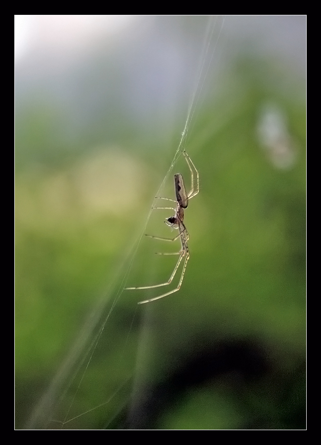 "Spinne am Morgen...."