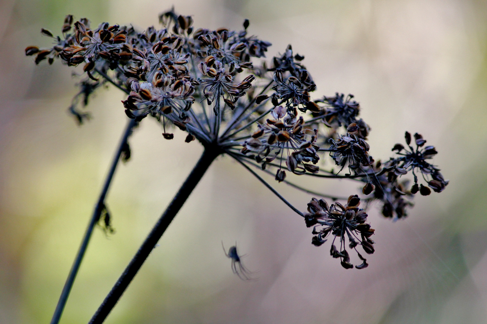 Spinne am Morgen....