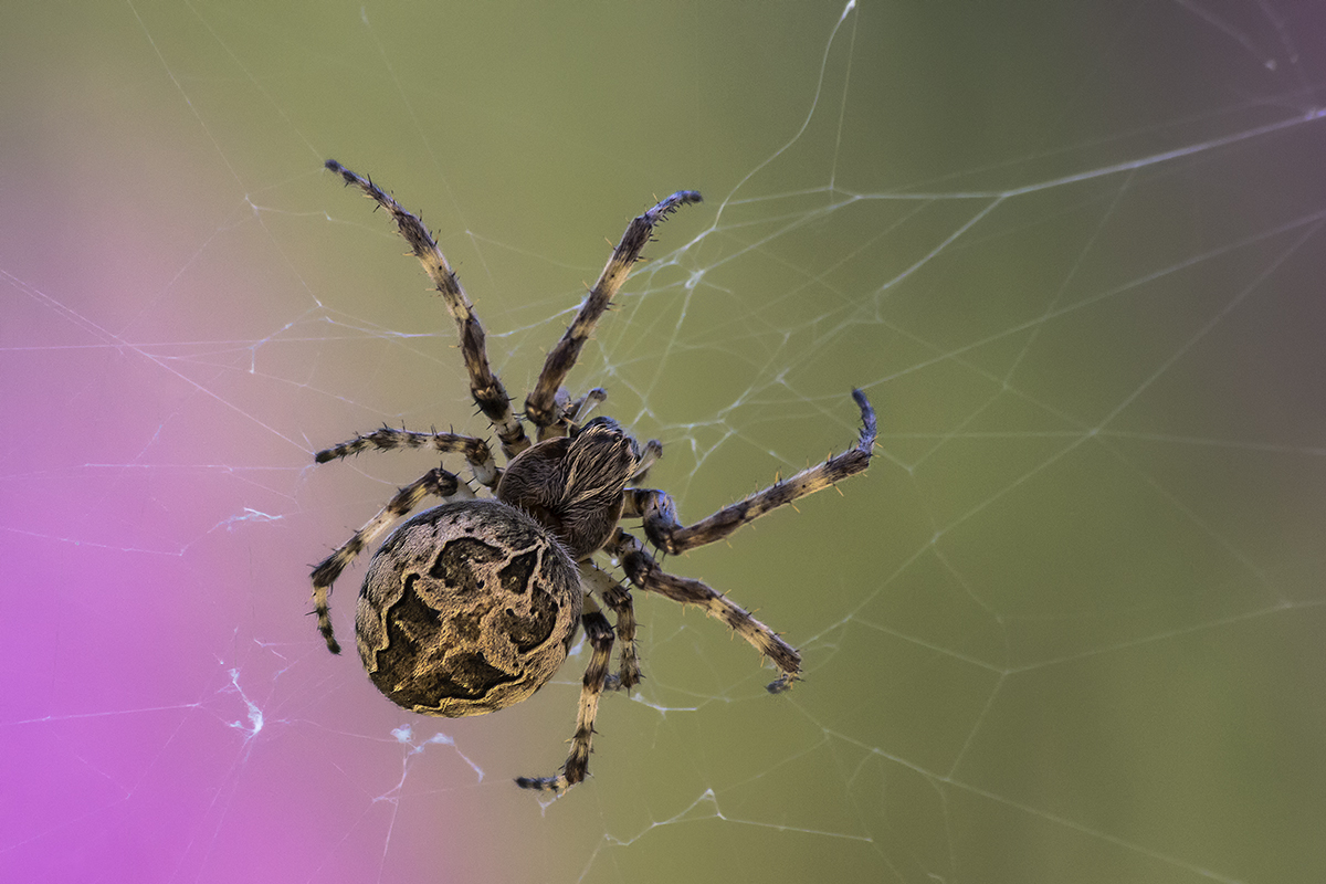 spinne am morgen...