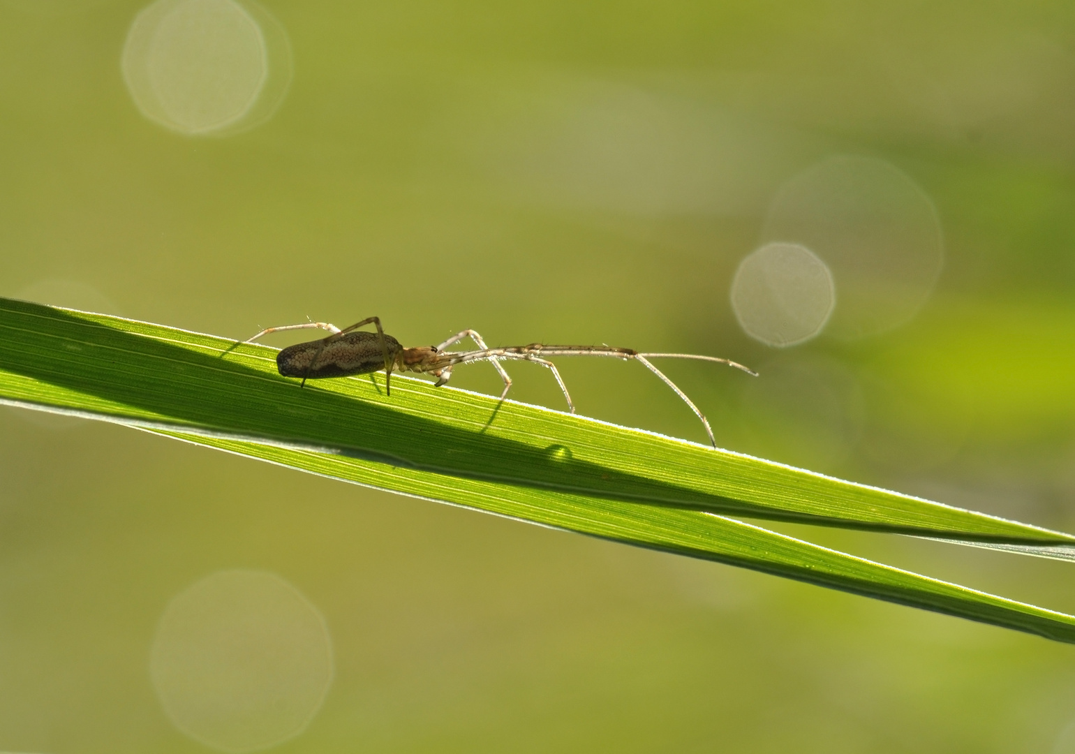 Spinne am Morgen