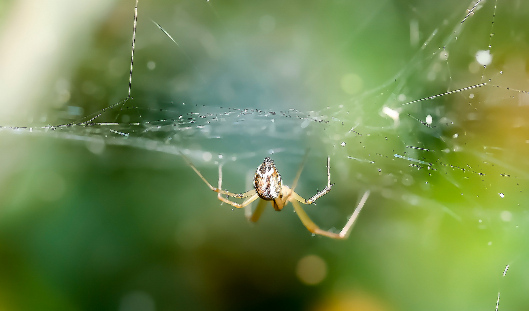 Spinne am Morgen...