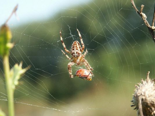 Spinne am Morgen