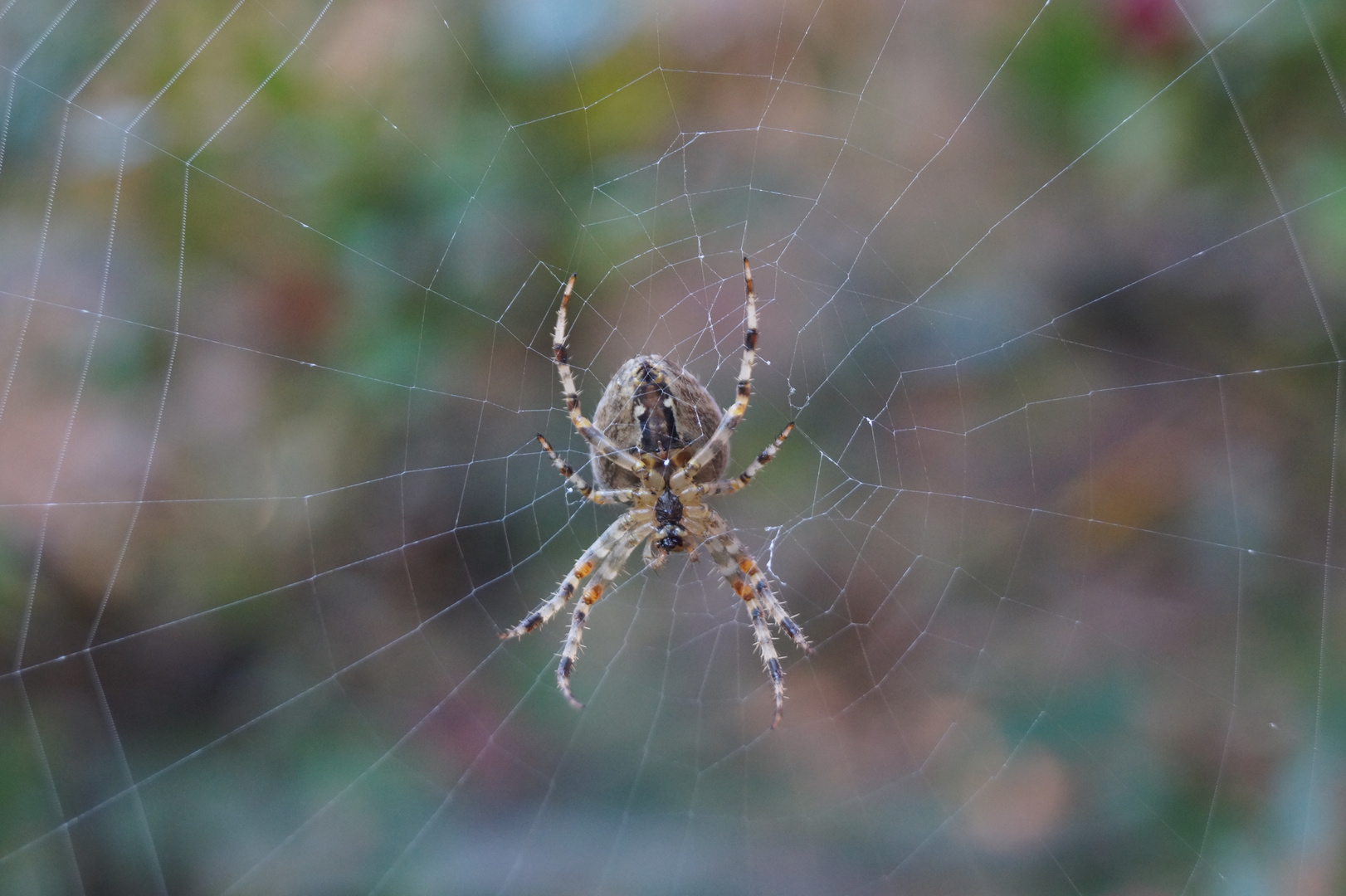 Spinne am Morgen