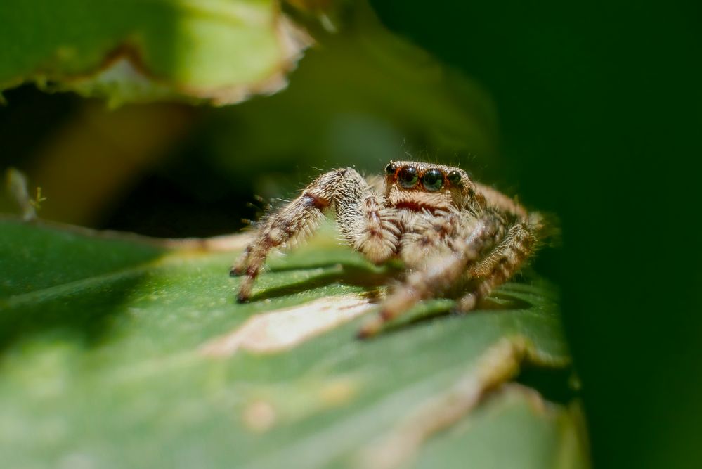 Spinne am Morgen ...