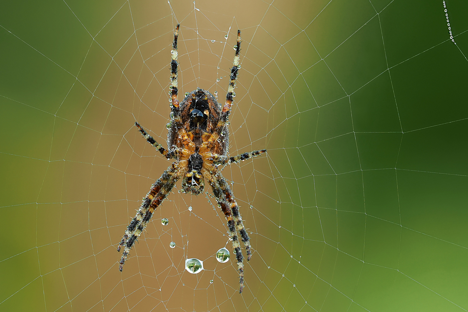 Spinne am Morgen ...