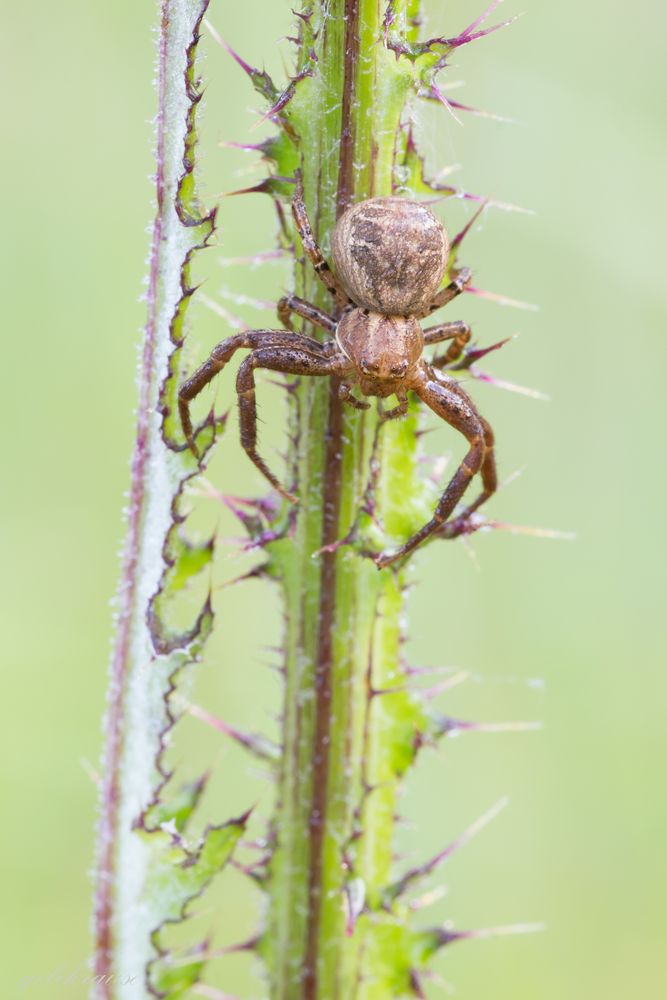 Spinne am Morgen...