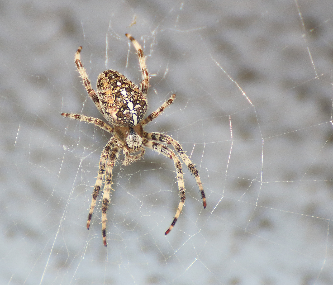 Spinne am morgen...